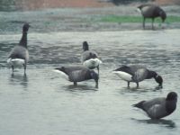 Geese at Hamble