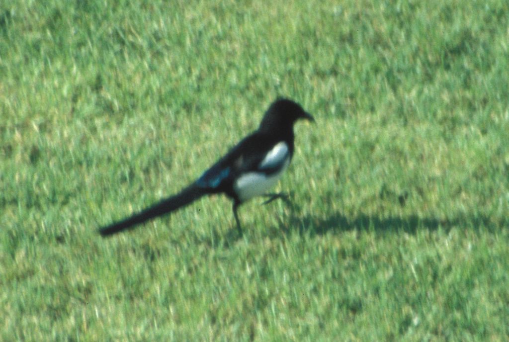 Magpie