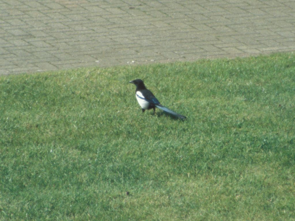 Magpie