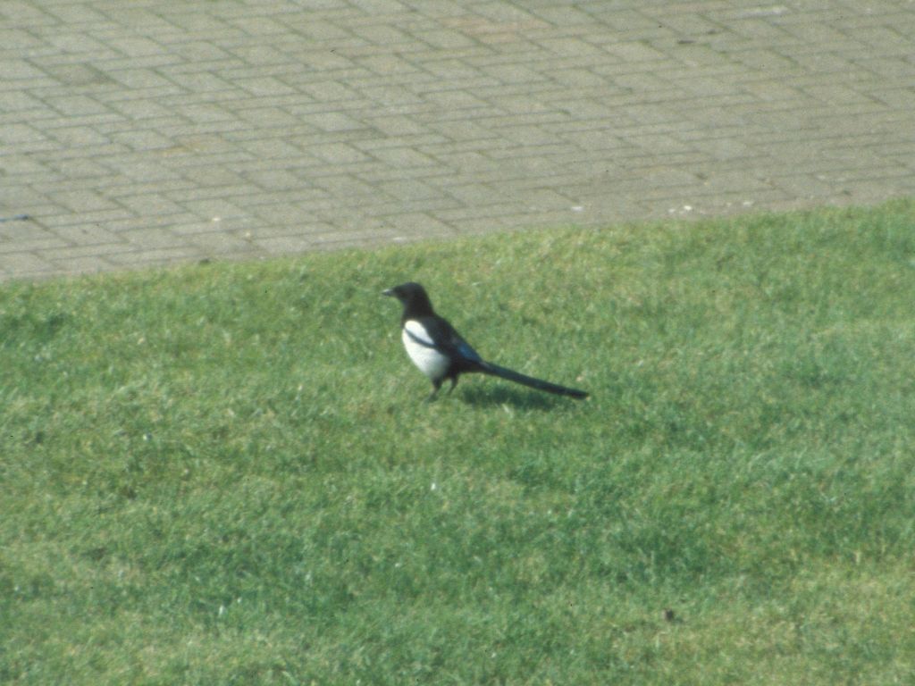 Magpie