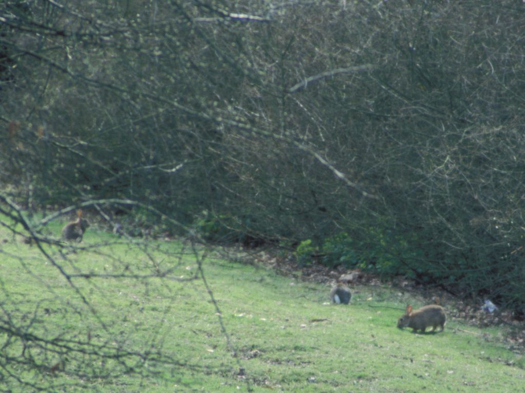 Rabbits near work