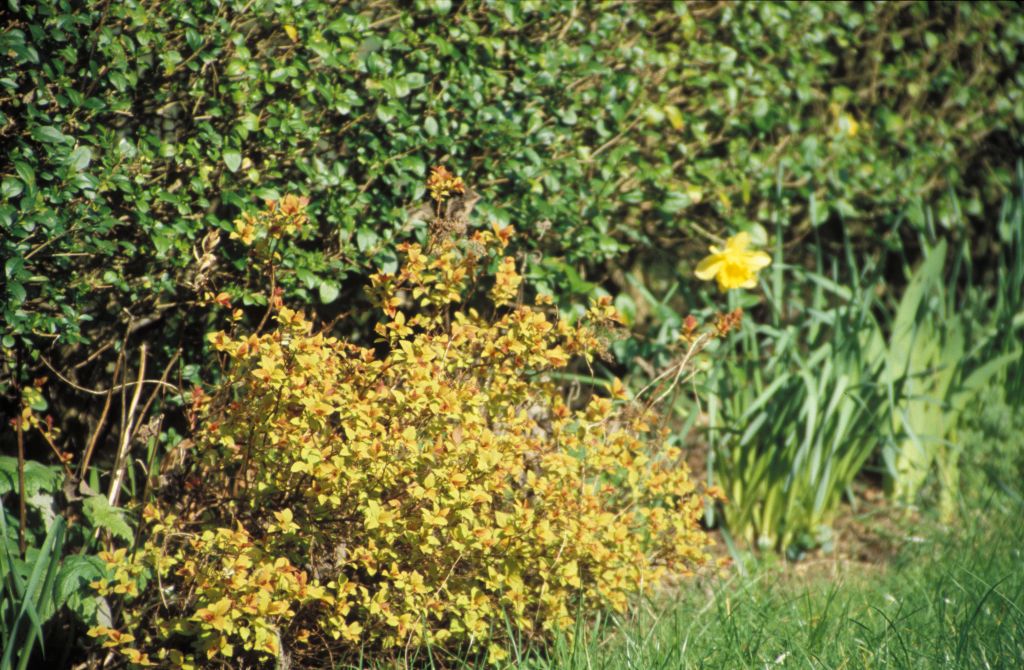 Back garden (closeup)