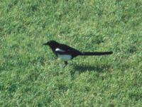 Magpie