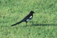 Magpie