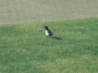 Magpie