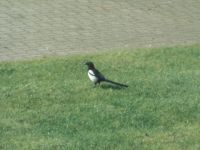 Magpie