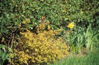 Back garden (closeup)