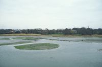 Reed beds (Hamble)