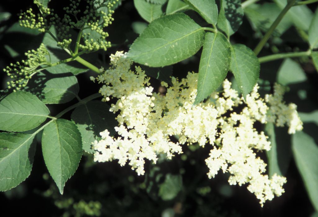 Elderflower