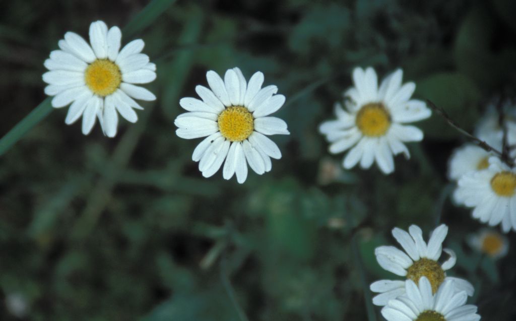 Daisies
