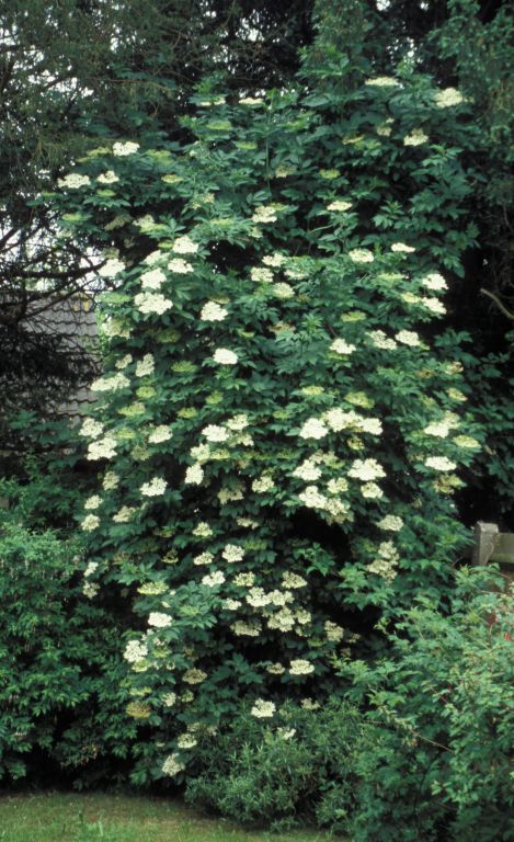 Elder in flower