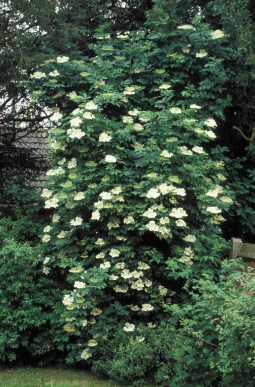 Elder in flower
