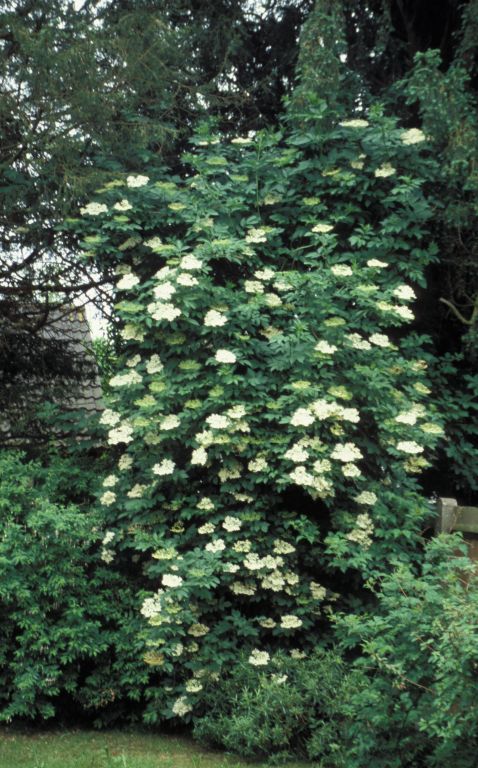 Elder in flower
