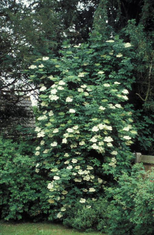 Elder in flower