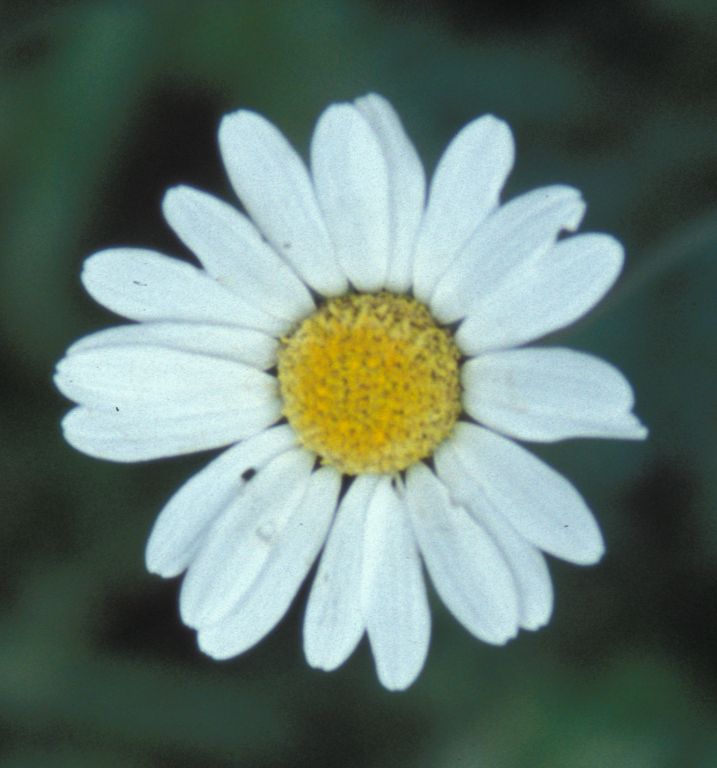 Daisy