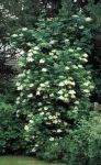 Elder in flower