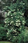 Elder in flower