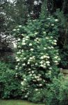 Elder in flower