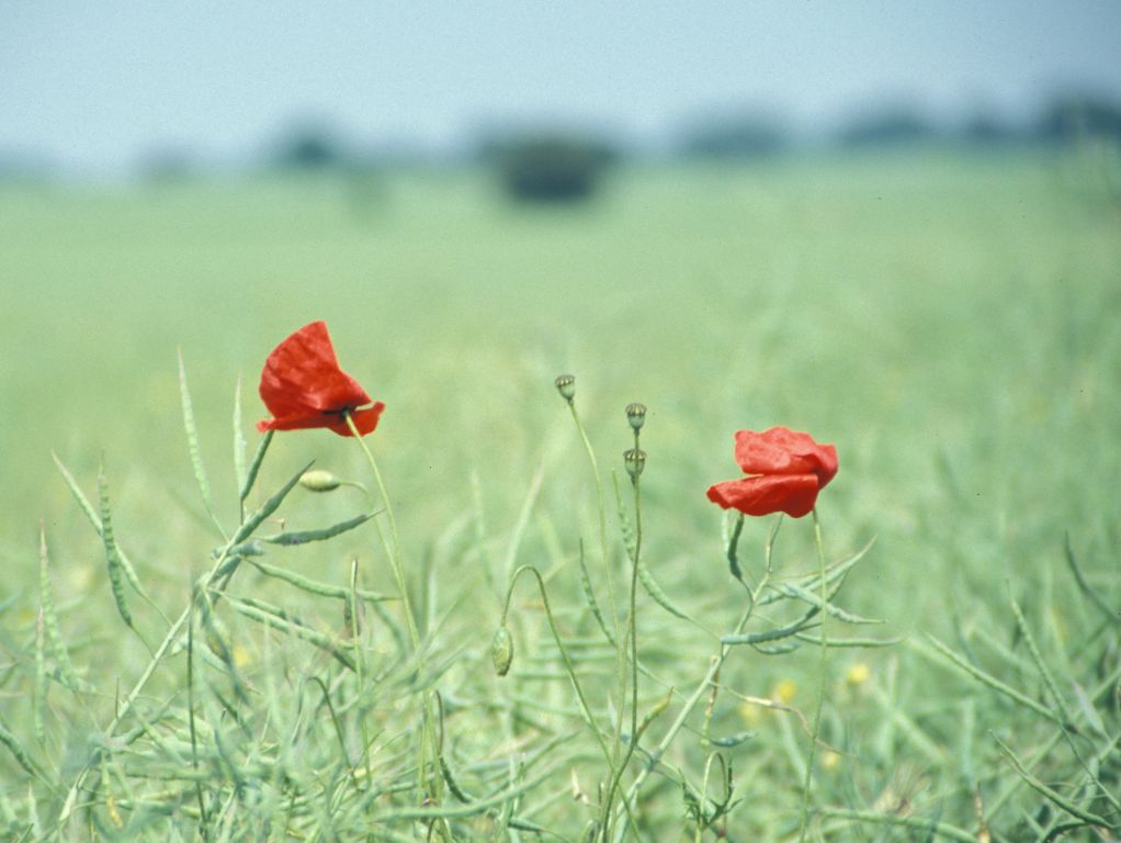 Poppies