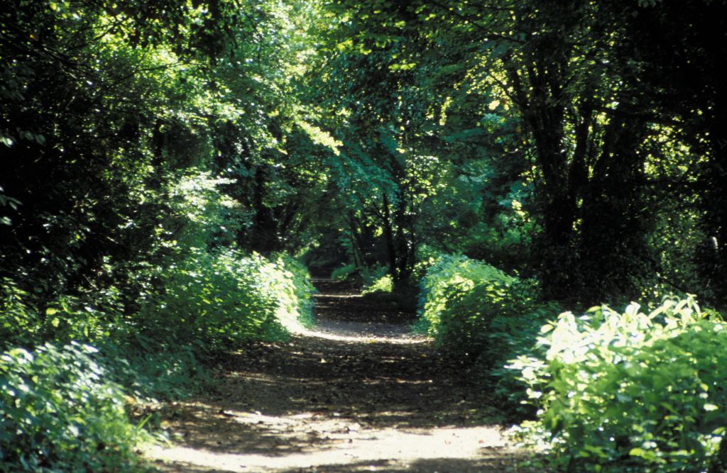 Disused railway near Soberton