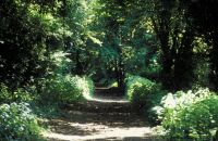 Disused railway near Soberton