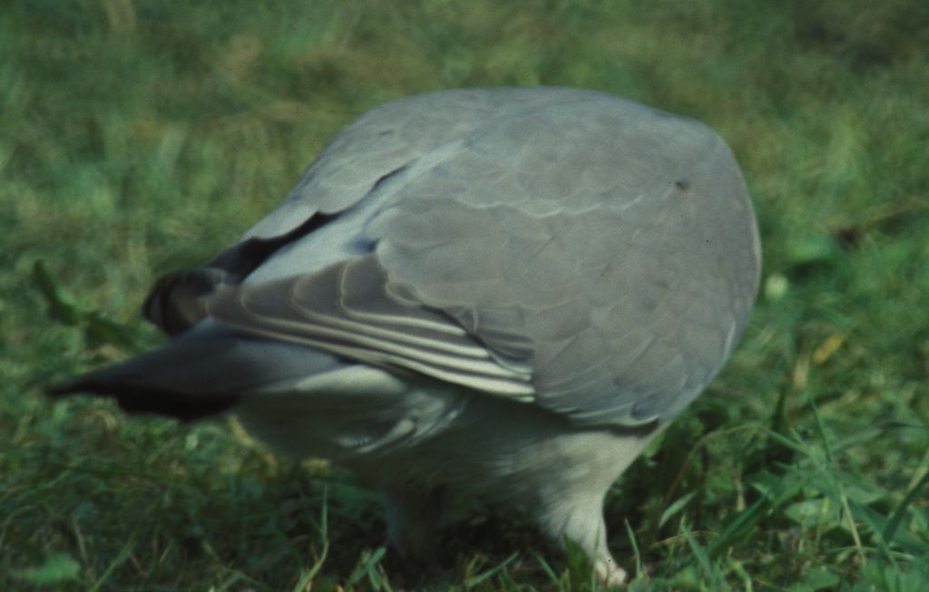 Pigeon