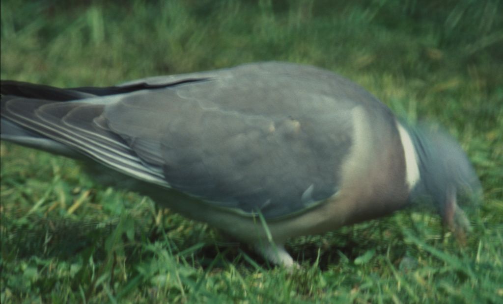 Pigeon