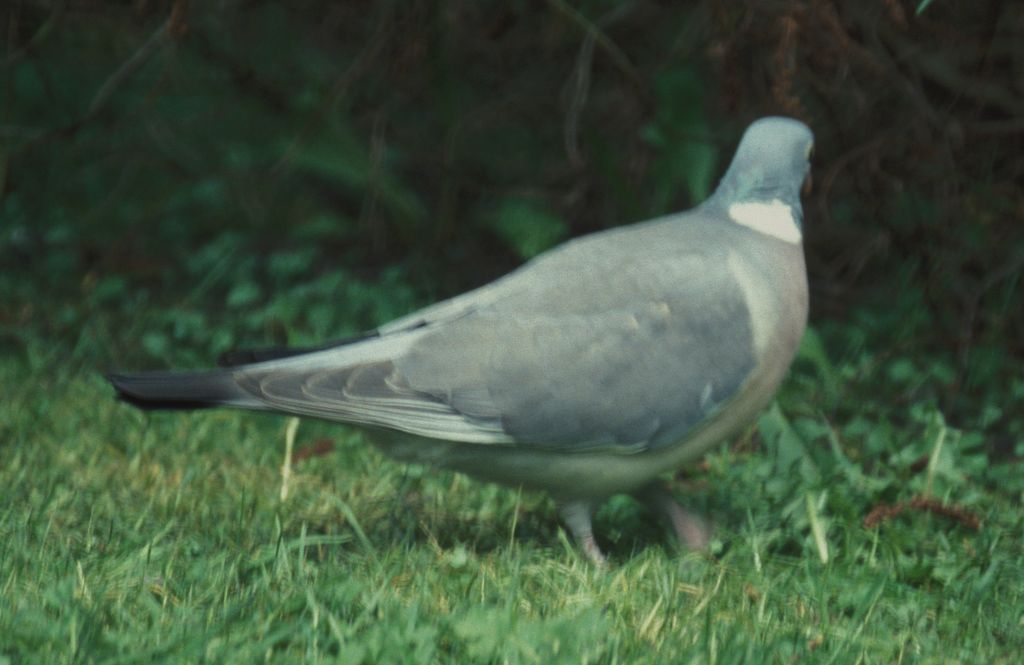 Pigeon
