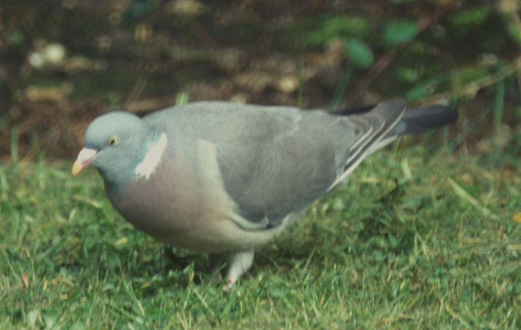 Pigeon