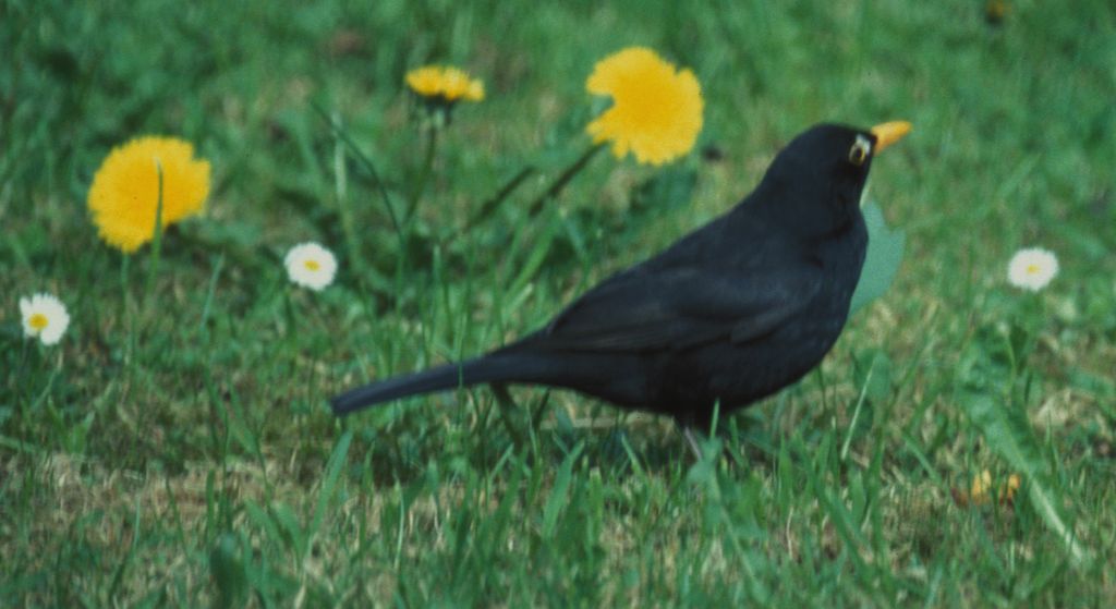 Blackbird