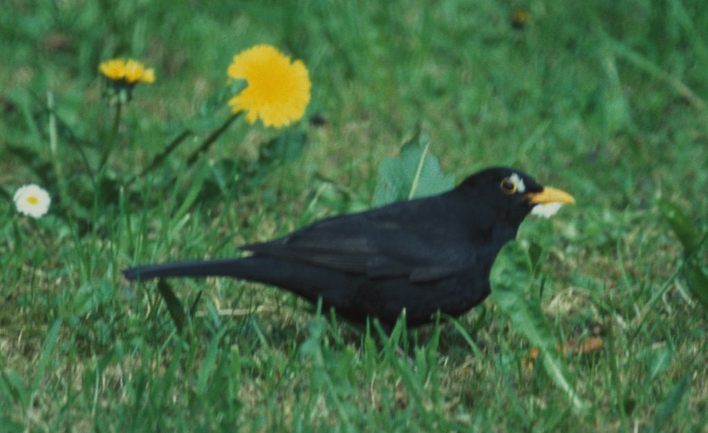 Blackbird