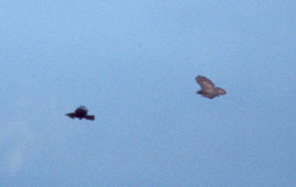 Buzzard and Crow