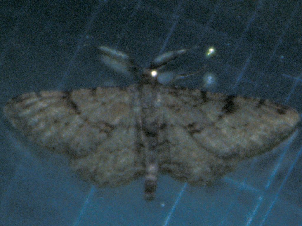 Moth