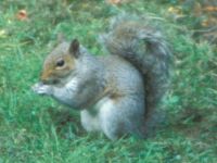 Squirrel