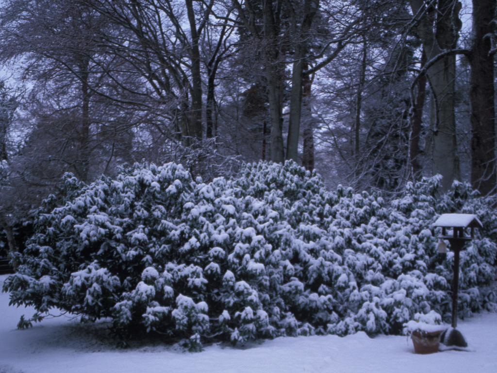 Christmas at Clares house rear
