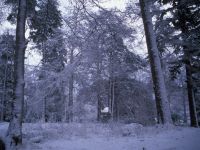Woodland at Clares
