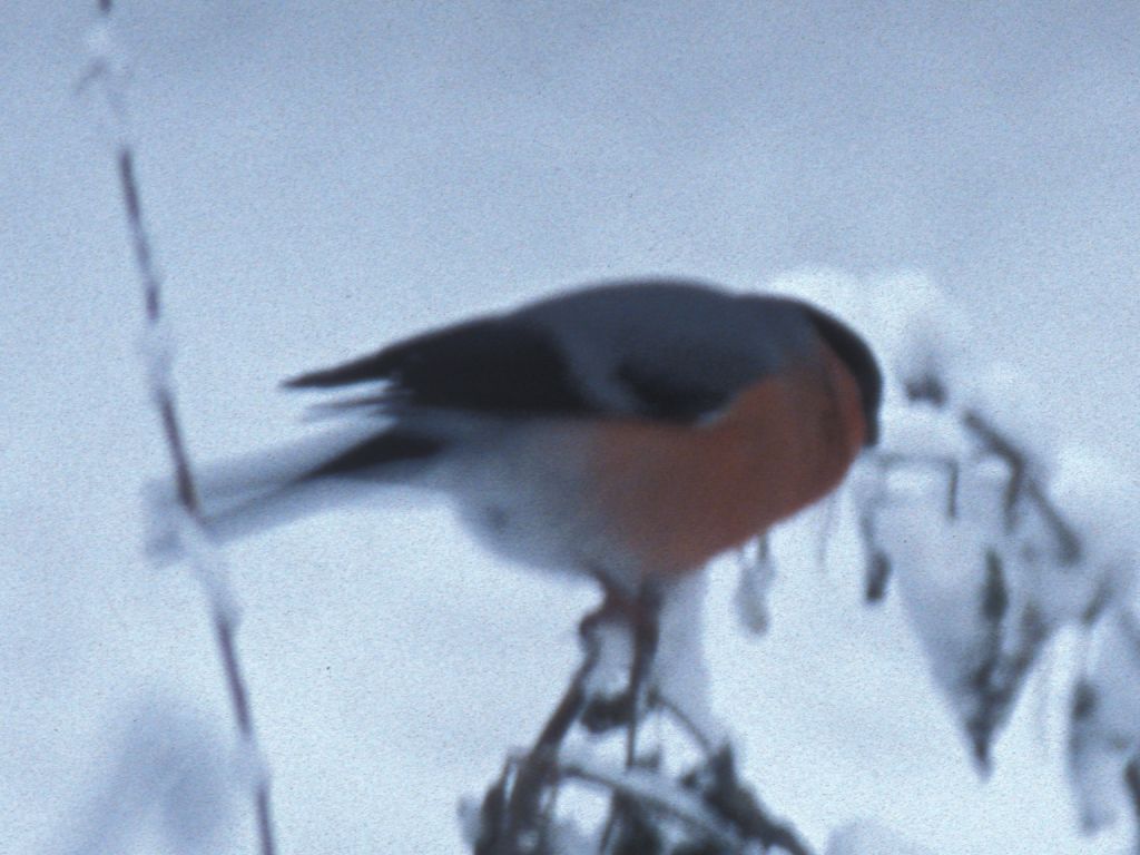 Bullfinch