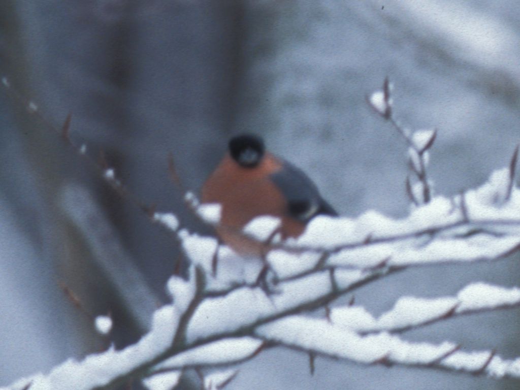 Bullfinch
