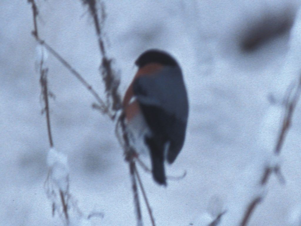 Bullfinch