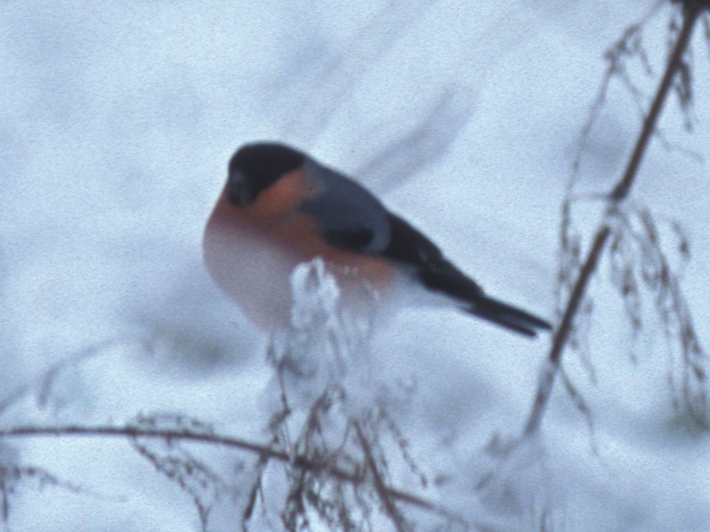 Bullfinch