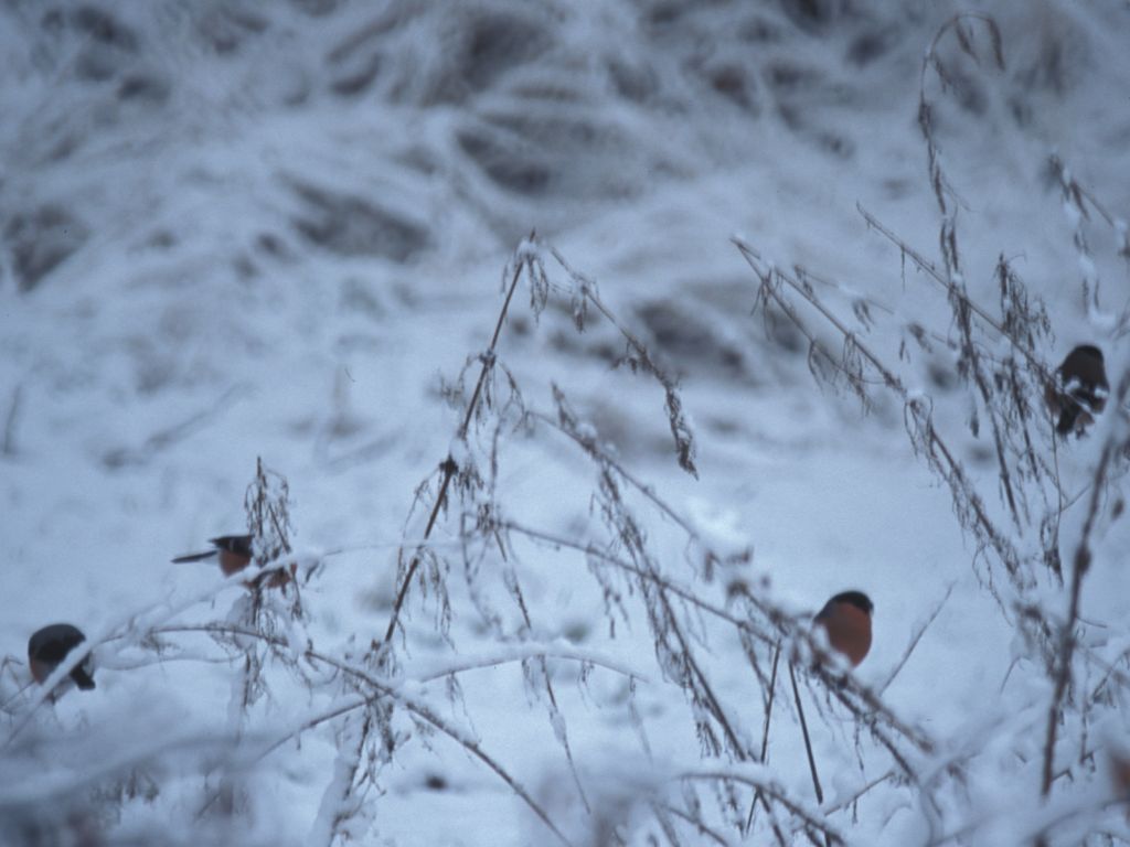 Bullfinches