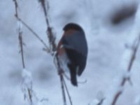 Bullfinch