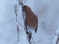 Bullfinch