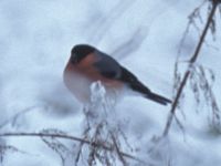 Bullfinch