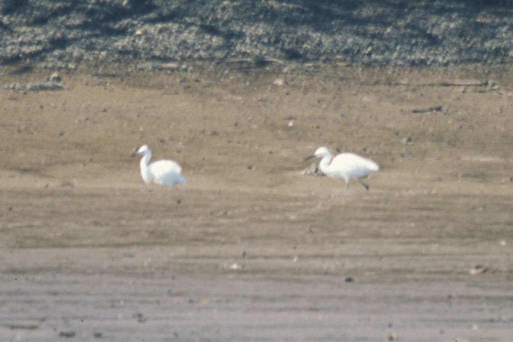 Egrets