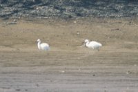 Egrets