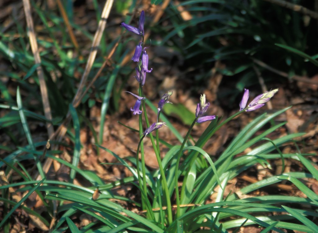 Bluebells