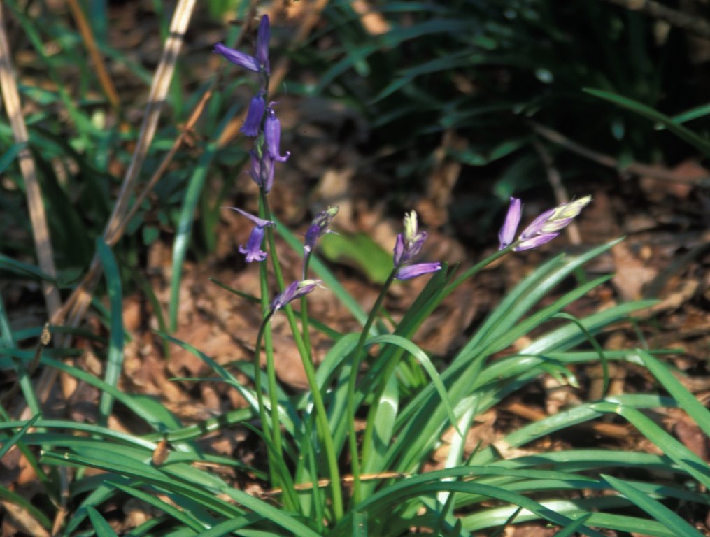 Bluebells
