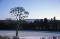 Tree At Thainstone