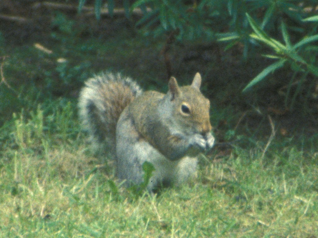 Squirrel